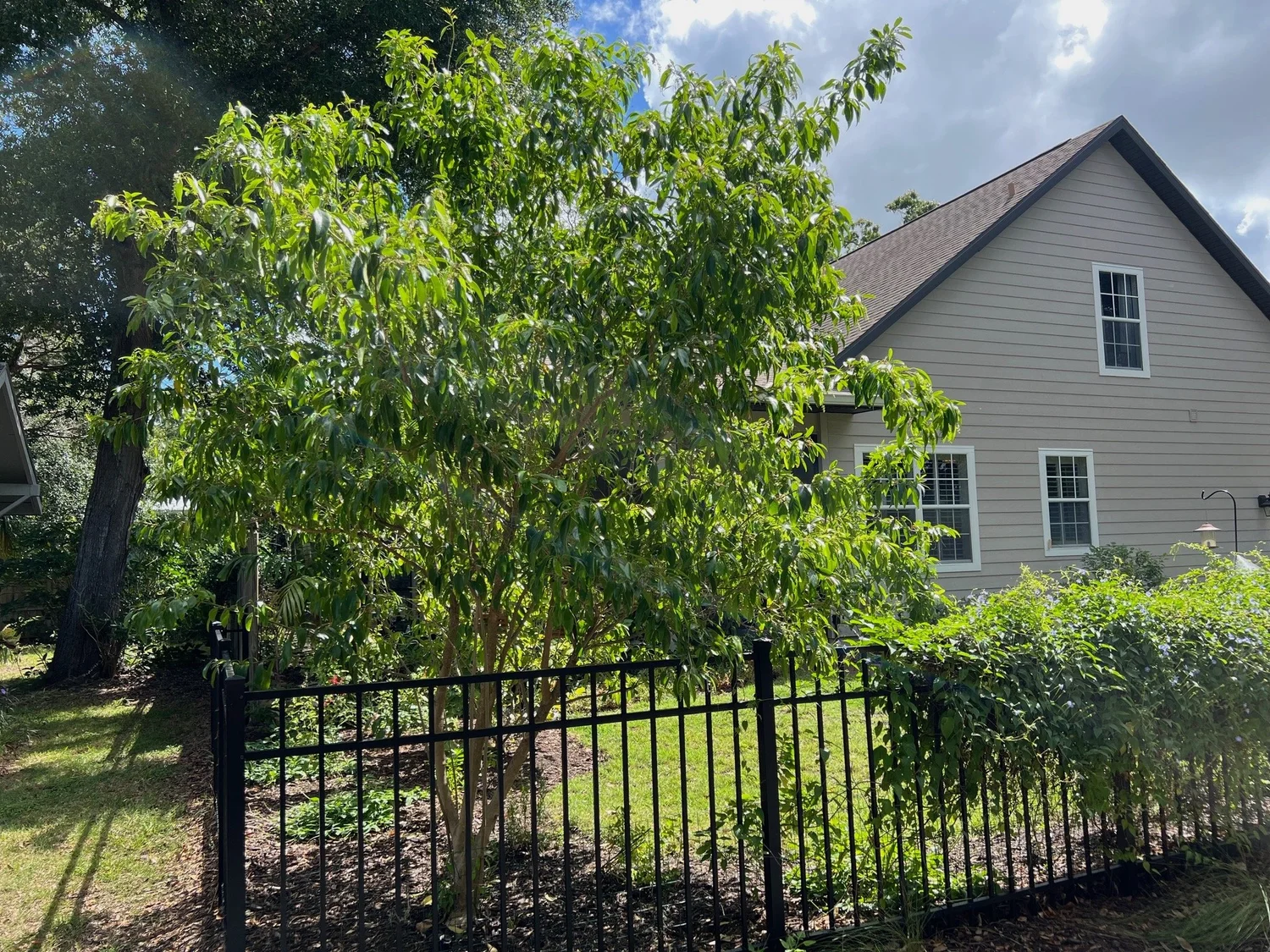 フレデリック Rectangle FRDC Plant スウィングトップ Fiddlewood - Citharexylum spinosum — Florida Native Plants Nursery